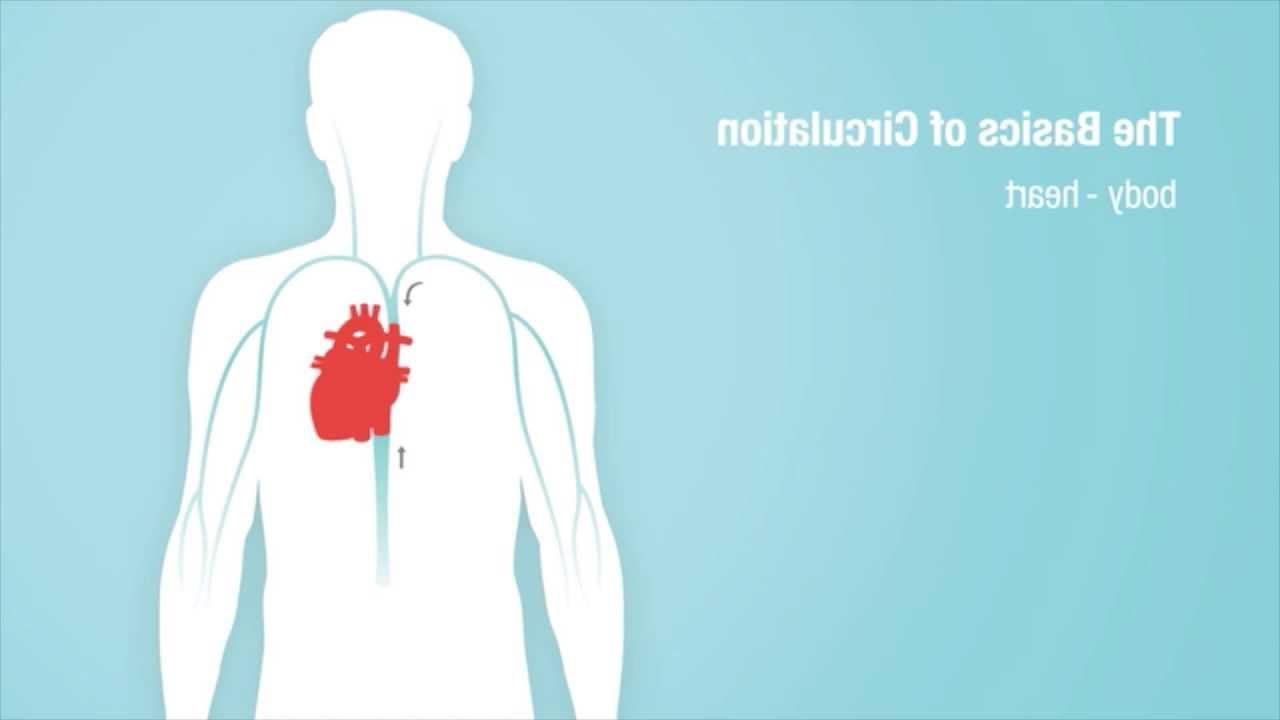 The Basics of Heart Circulation video screenshot